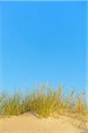 Sand Dunes and Marram Grass, Darsser Ort, Fischland-Darss-Zingst, Mecklenburg-Western Pomerania, Germany