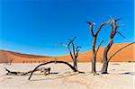 Dead Vlei, Namib-Naukluft National Park, Namib Desert, Sossusvlei Region, Namibia, Africa