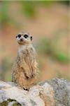 Close-up of Yellow Mongoose (Cynictis penicillata) Standing on Hind Legs in Summer, Bavaria, Germany