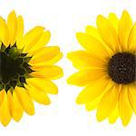 Yellow flowers on white background