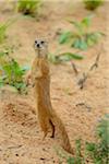 Yellow Mongoose (Cynictis penicillata) Standing on Hind Legs in Summer, Bavaria, Germany