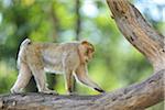 Barbary Macaque (Macaca sylvanus) in Tree in Summer, Bavaria, Germany