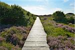 Wooden Walkway through Dunes, Summer, Norddorf, Amrum, Schleswig-Holstein, Germany