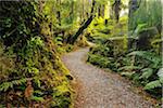 Path through Temperate Rain Forest, Haast, West Coast, South Island, New Zealand