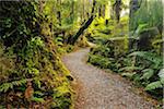 Path through Temperate Rain Forest, Haast, West Coast, South Island, New Zealand