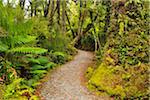 Path through Temperate Rain Forest, Haast, West Coast, South Island, New Zealand