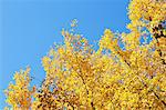 Yellow Ginkgo leaves