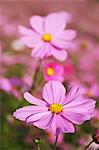 Cosmos flowers