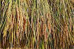 Rice ears drying