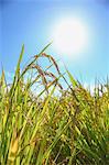 Rice ears and blue sky