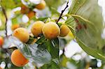 Persimmon fruits