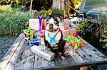 Boston terrier dog with birthday presents