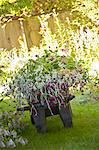 Wheelbarrow full of flowers in garden