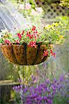 Hanging flower basket getting watered