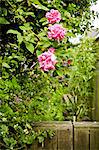 Pink roses in garden