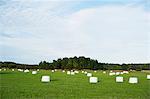 Bales on field