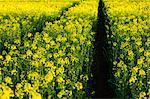 Flowering oilseed rape field