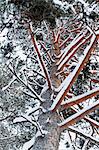 Pine tree covered with snow