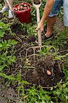 Harvesting new potatoes