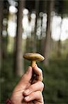 Person holding a single mushroom, Bavaria, Germany, Europe