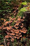 Mushrooms in forest, Bavaria, Germany, Europe