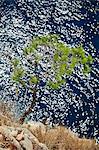 Lonely Tree, Dugi Otok, Dalmatia, Croatia, Europe