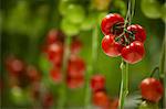 Tomatoes In Greenhouse, Croatia, Slavonia, Europe