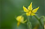 Zucchini Blossom, Close-up, Croatia, Slavonia, Europe