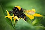 Bumblebee On Zucchini Plant, Croatia, Slavonia, Europe