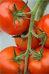 Fresh Tomatoes, Croatia, Slavonia, Europe