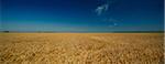 Wheat Field, Croatia, Slavonia, Europe