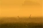 Stag And Deer At Sunrise