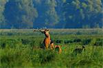 Herd Of Deers