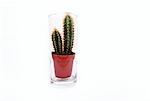 Cactus houseplant sitting in empty glass of water