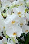 Orchid flowers