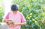 Boy picking fresh tomatoes