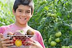 Boy picking fresh tomatoes