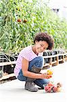 Girl picking fresh tomatoes