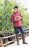 Boy picking fresh tomatoes