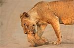 Lioness carrying cub, Mana Pools National Park,  Zimbabwe, Africa