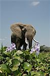 African Elephant standing by River Hyacinth, Mana Pools National Park,  Zimbabwe, Africa
