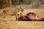 Lioness, Panthera leo, with buffalo kill