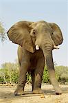 African Elephant, Loxodonta africana, feeding on acacia pods