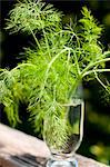 Fresh Fennel Greens in a Glass of Water