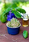 Ramekin Full of Sprouts; Fresh Basil