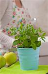 Fresh mint in a flowerpot and a green apple, with a woman in the background