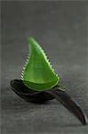 An aloe vera leaf on a wooden spoon