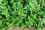 Basil growing in the field (view from above)