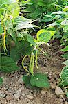 Yellow beans growing in the field