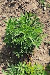 Lovage growing in the field